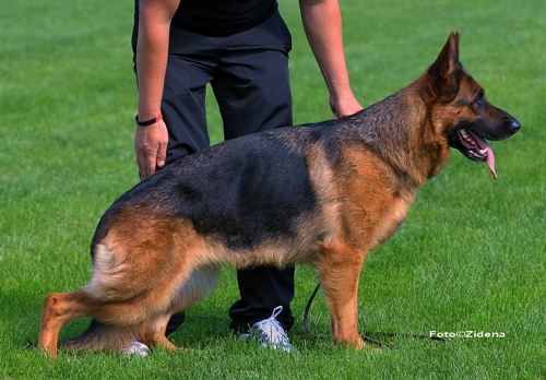 Rustøl's Tia