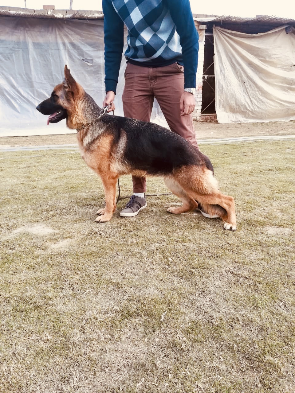 public/dog_images/11624/1611861410.C9833663-3145-47C8-9401-7246FF366735.jpeg