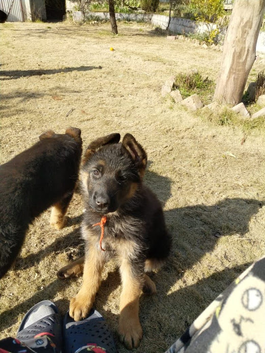 public/dog_images/11647/Arianna.jpg