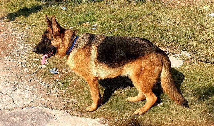 public/dog_images/11657/IMG_20200128_171248_915.jpg