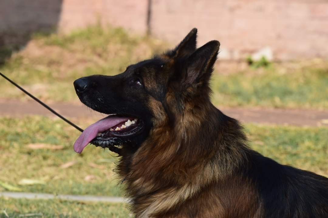 public/dog_images/11699/FB_IMG_1555538392536.jpg