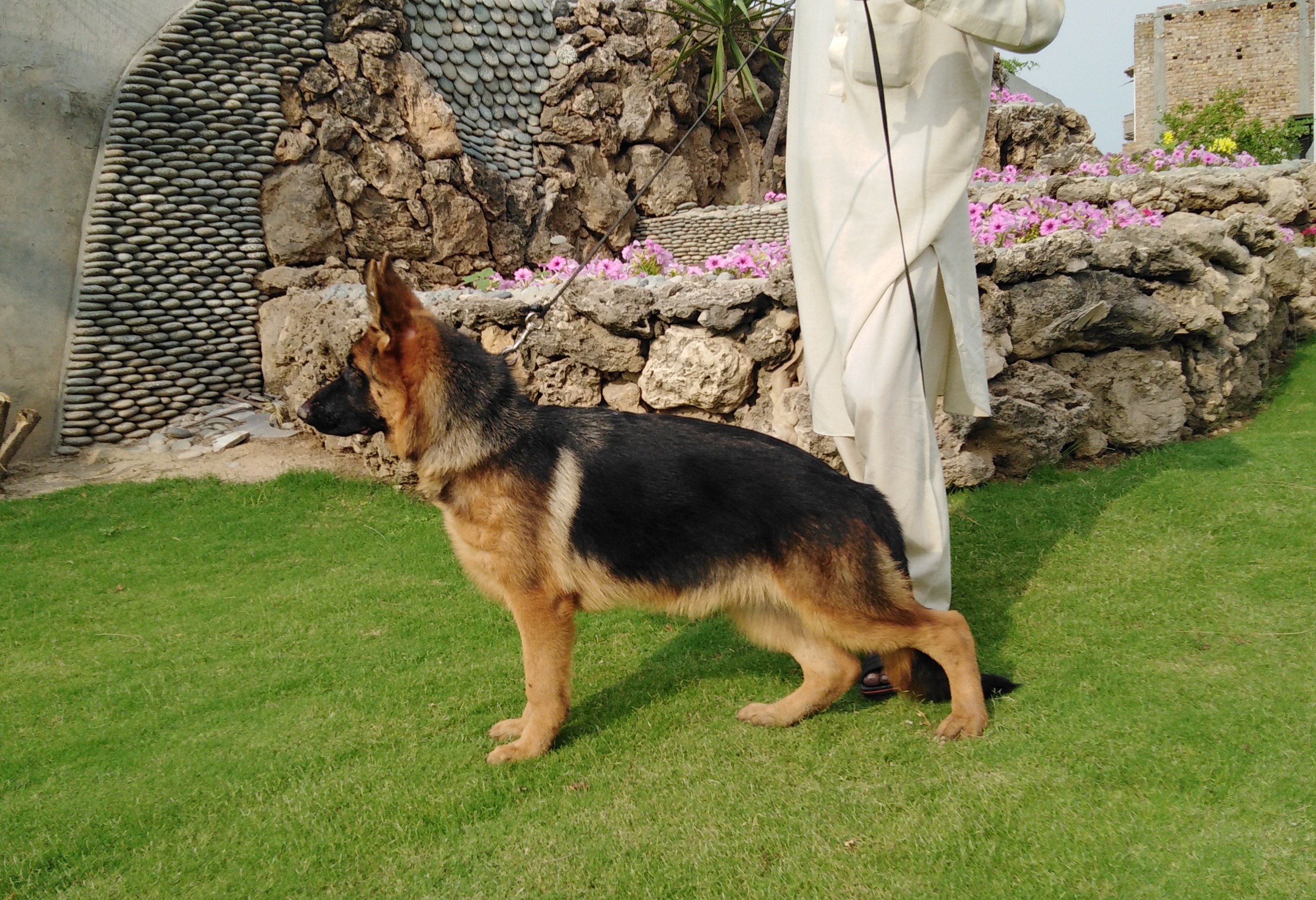 public/dog_images/11749/IMG_20190721_145124.jpg
