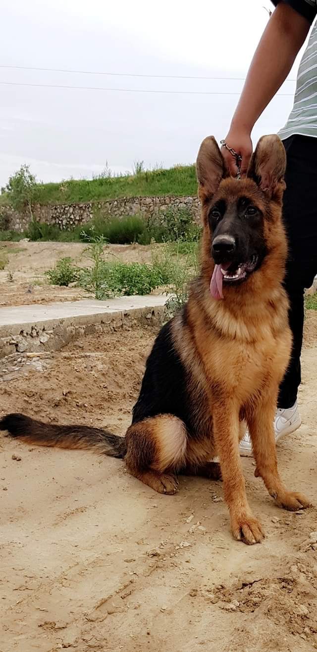 public/dog_images/11751/FB_IMG_1564413072490.jpg