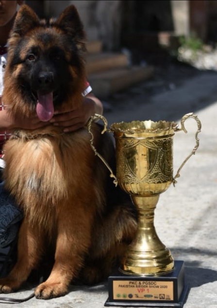 public/dog_images/11752/IMG_20200407_124830.jpg