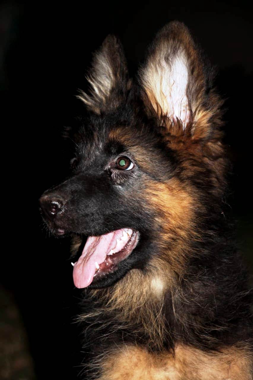 public/dog_images/11753/Profile.jpeg