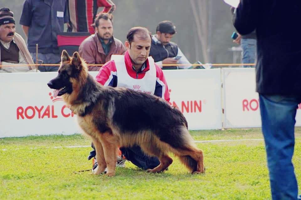 public/dog_images/11755/WhatsApp_Image_2019-12-15_at_12.43_.54_PM_.jpeg