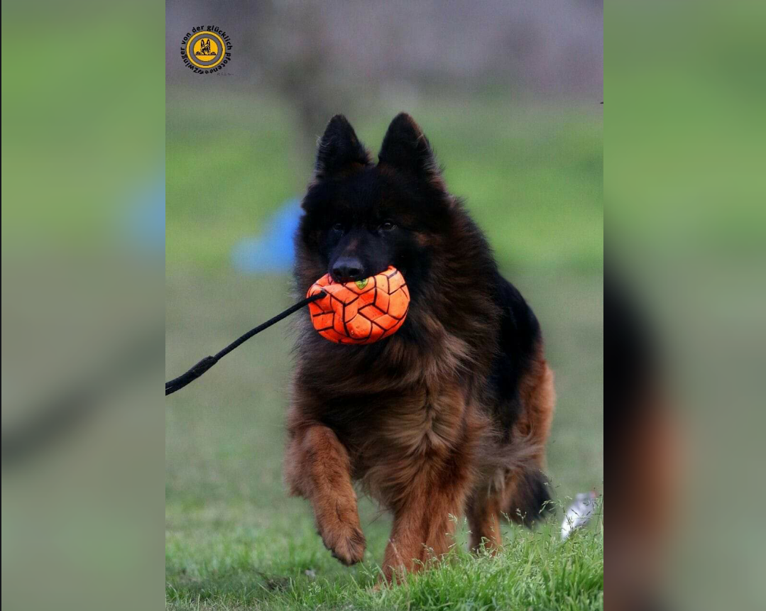 public/dog_images/11756/1683368202.20230506_152559.png