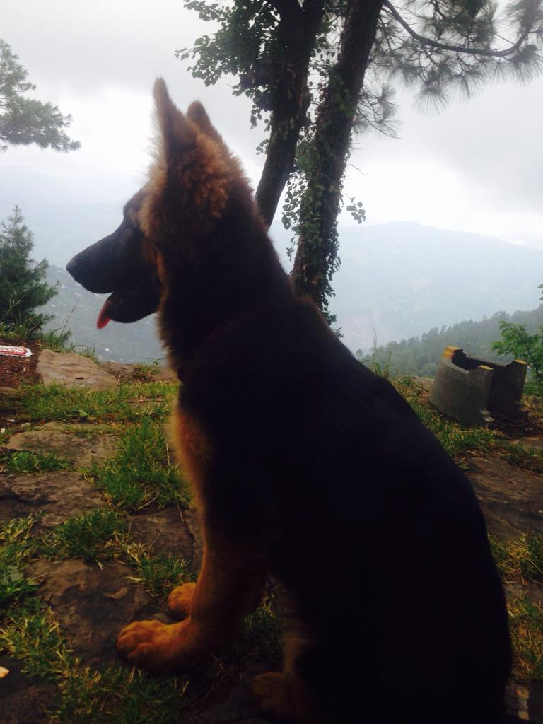 public/dog_images/11758/WhatsApp_Image_2019-07-15_at_7.42_.21_AM_.jpeg