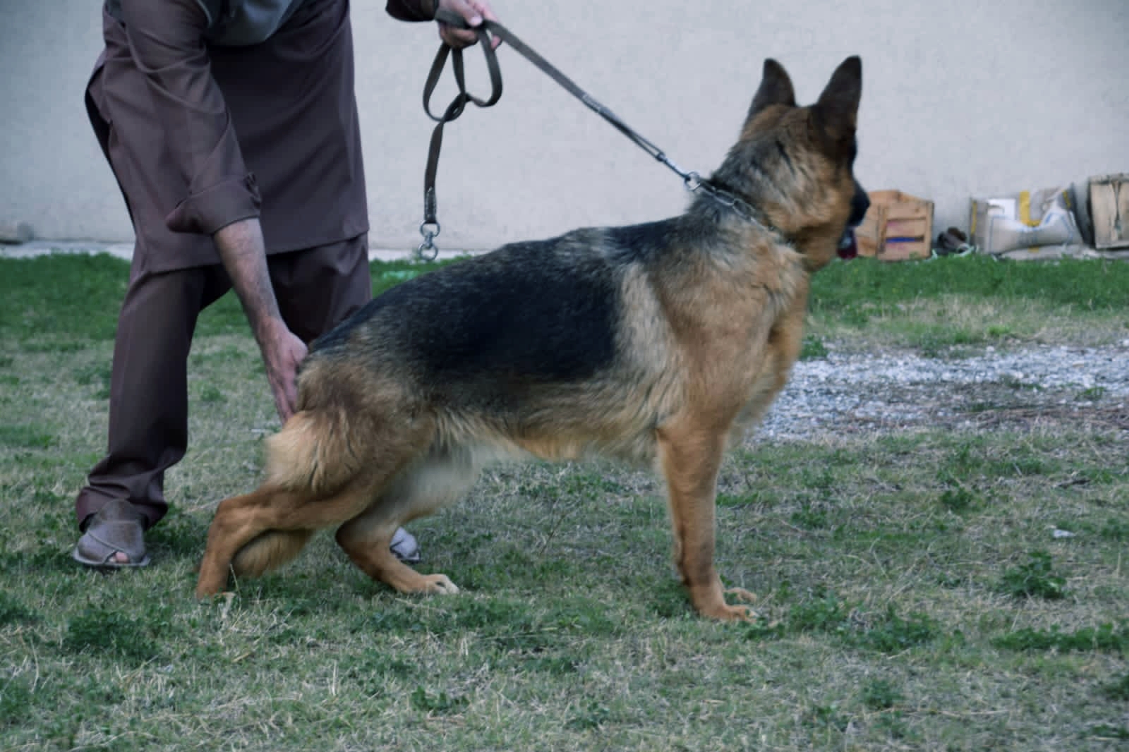 public/dog_images/11793/1647949996.20220320_190023.jpg