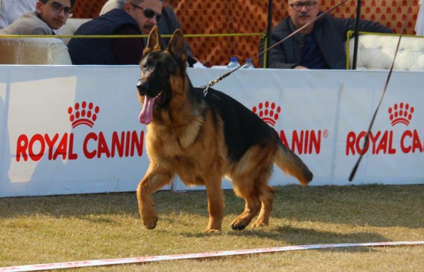 public/dog_images/11811/20200204_174707.jpg