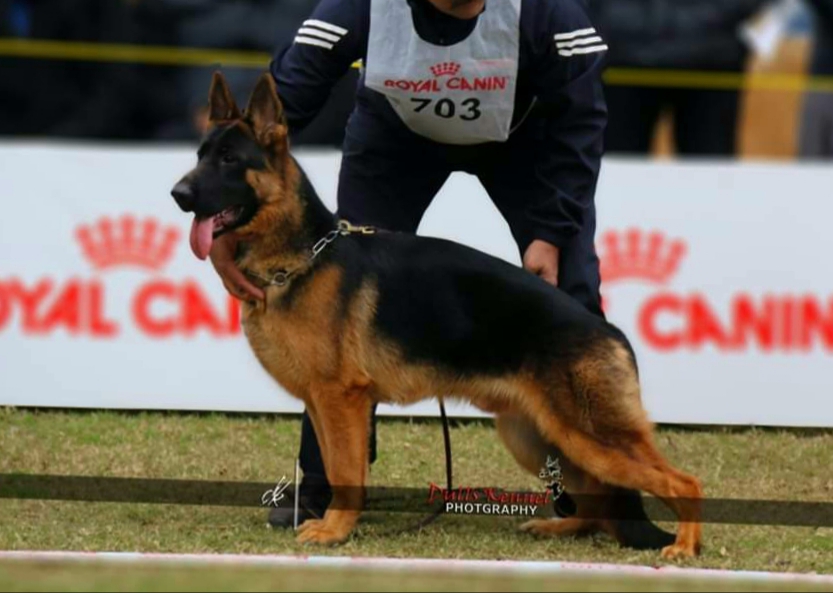 public/dog_images/11813/20200113_215555.jpg
