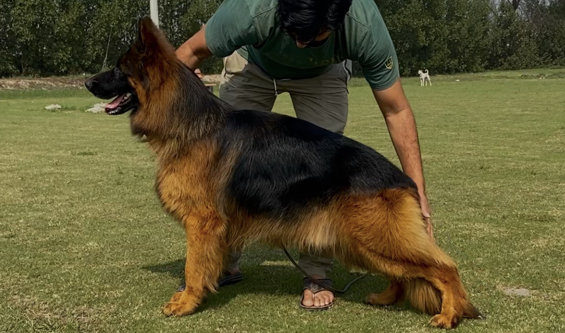 public/dog_images/11842/1638101723.F4D703D8-E703-4ADE-9F65-148F7982414E.jpeg