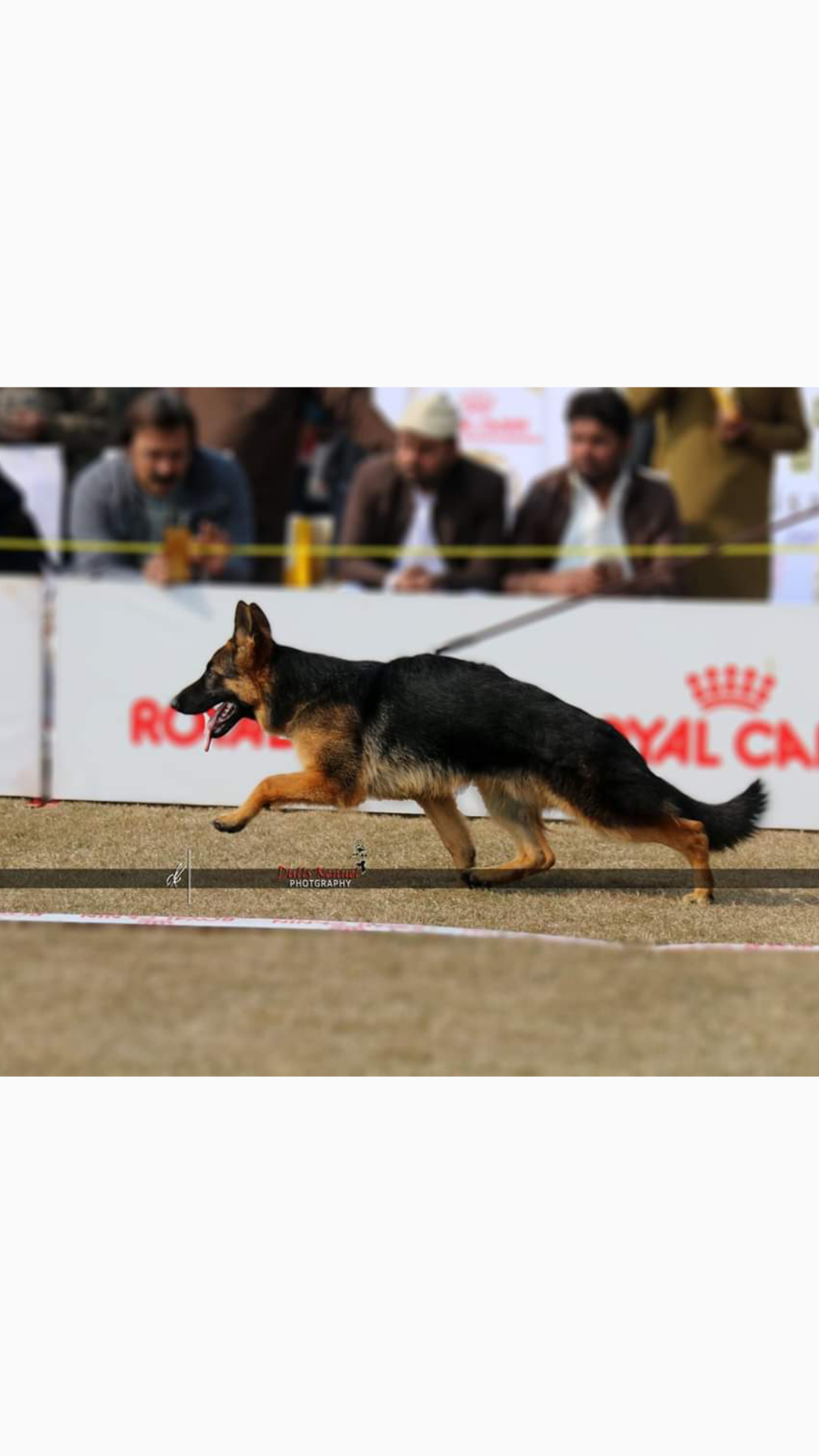 public/dog_images/11940/Screenshot_20200318-141359.png