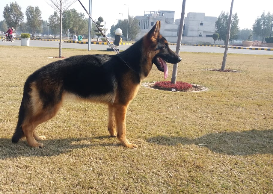 public/dog_images/11956/20200513_2112321.jpg