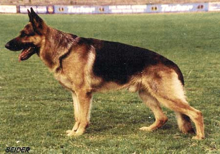 Warro vom Asterplatz