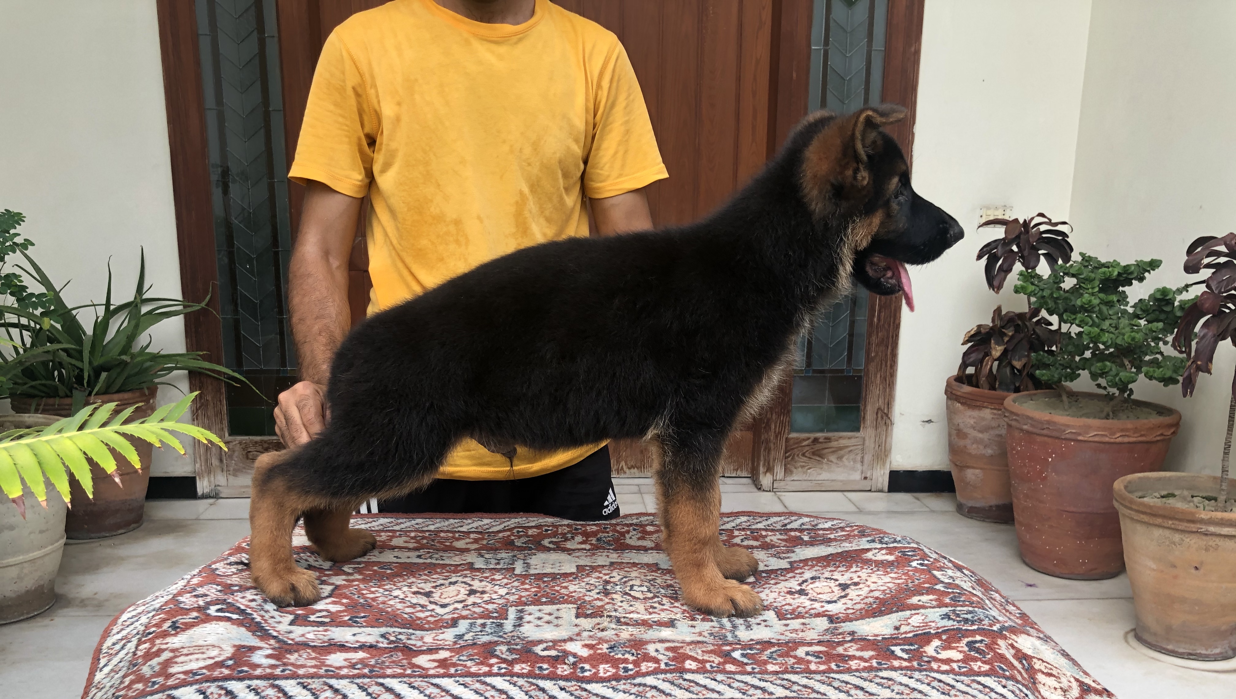 Chief vom Izmir