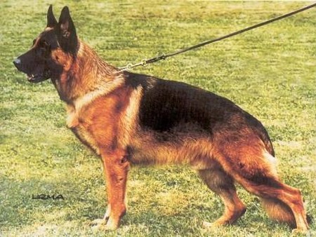 Rocko de Quevedo