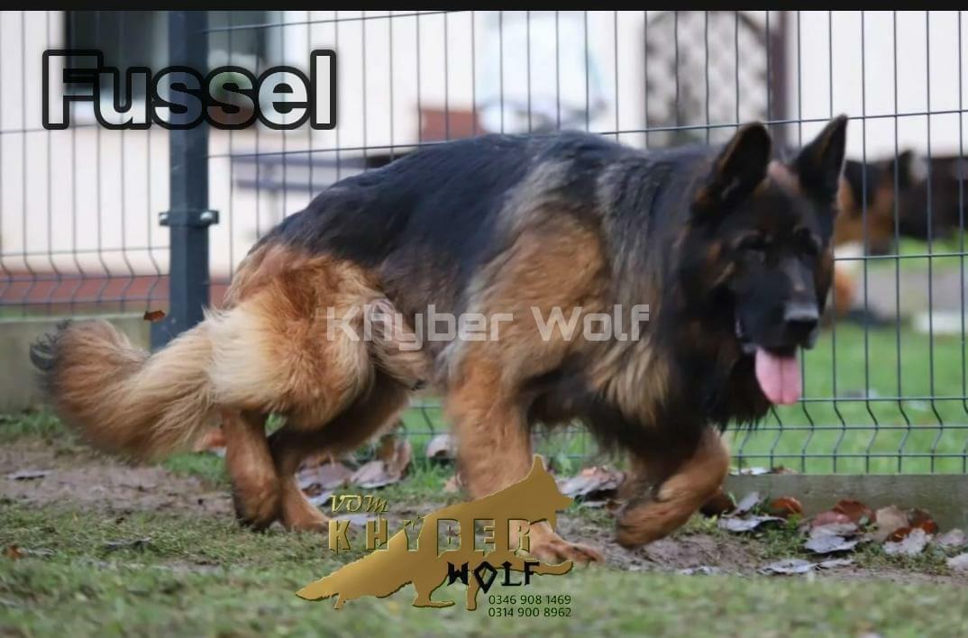 Fussel vom Frankengold