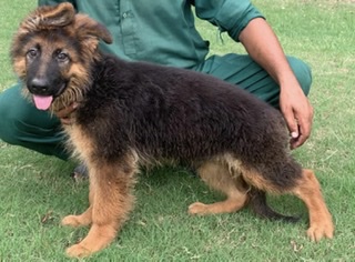  Beretta vom K9TROT