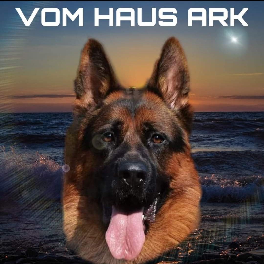  Boyka vom Haus Ark