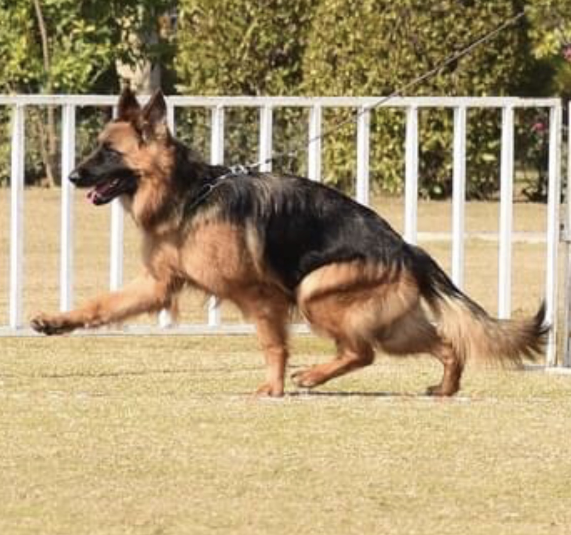  Dahlia vom K9TROT