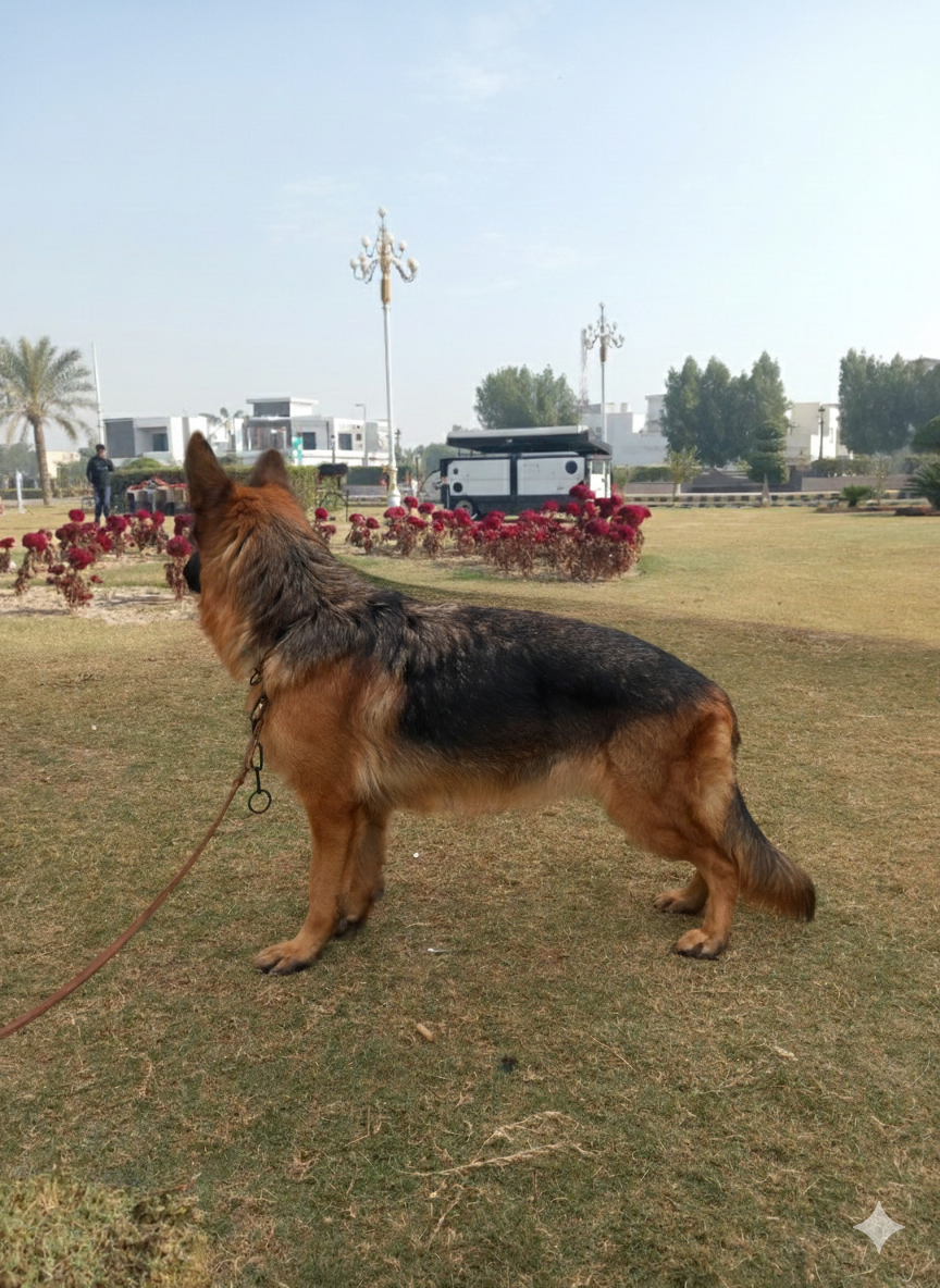 Ayla von Team Islamabad