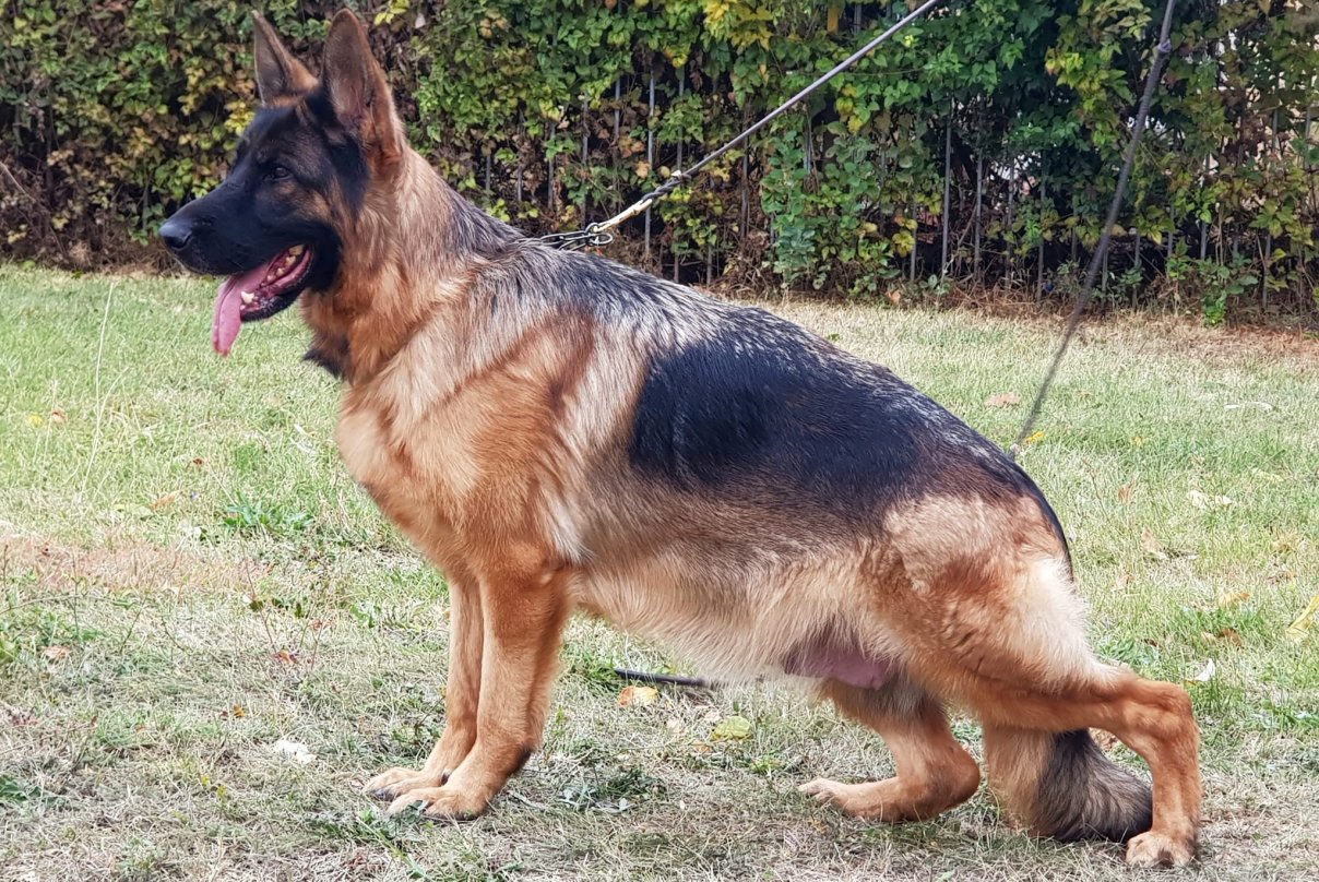 Nesta II von Ljulin