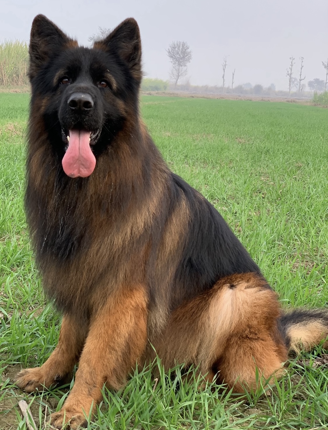 public/dog_images/14741/1748811696.IMG_1336.jpeg