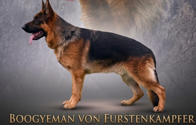 public/dog_images/14828/1776952378.1776763357771.png
