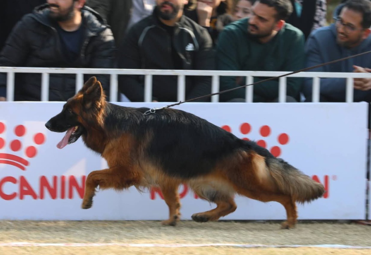 public/dog_images/14842/1770147697.FB_IMG_1769597095335.jpg