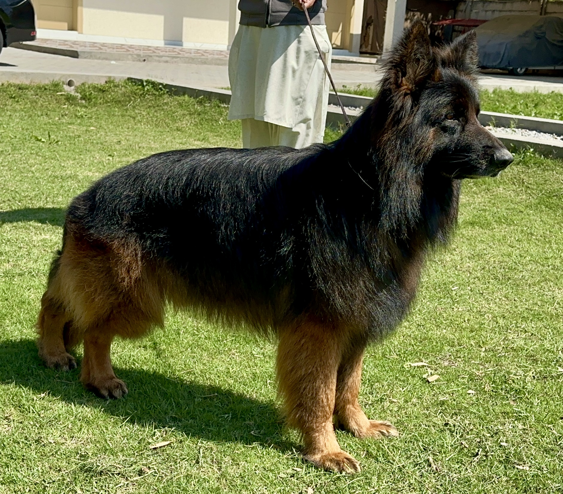 Delilah vom Wolf Hercules