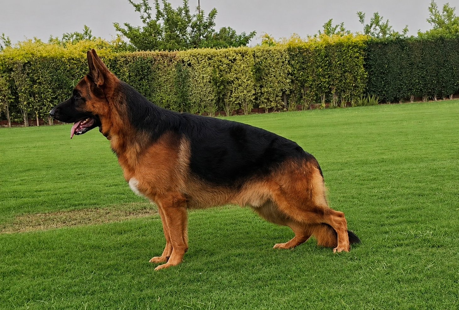 Tyson vom TM Farm