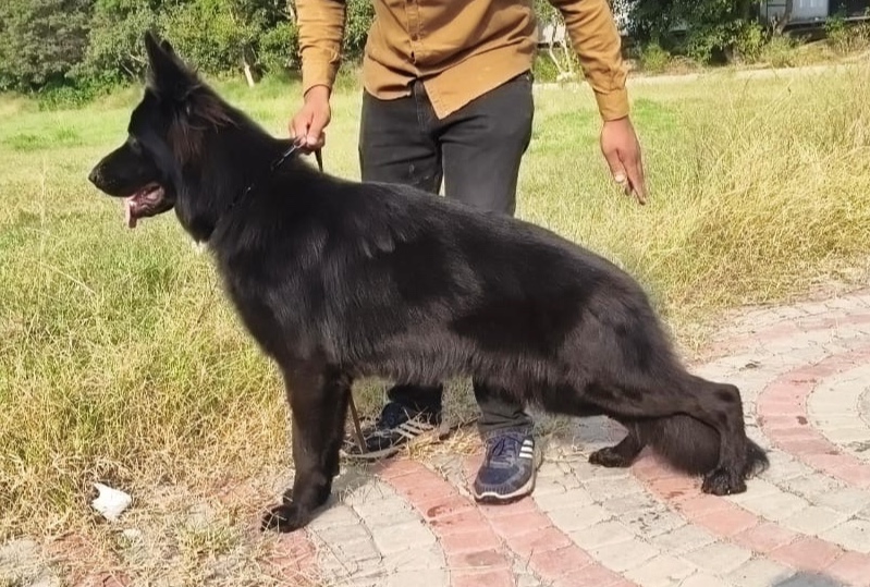  Iron vom Wolf Hercules