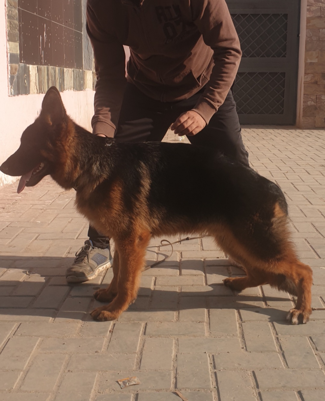  Simba vom Hiran Minar
