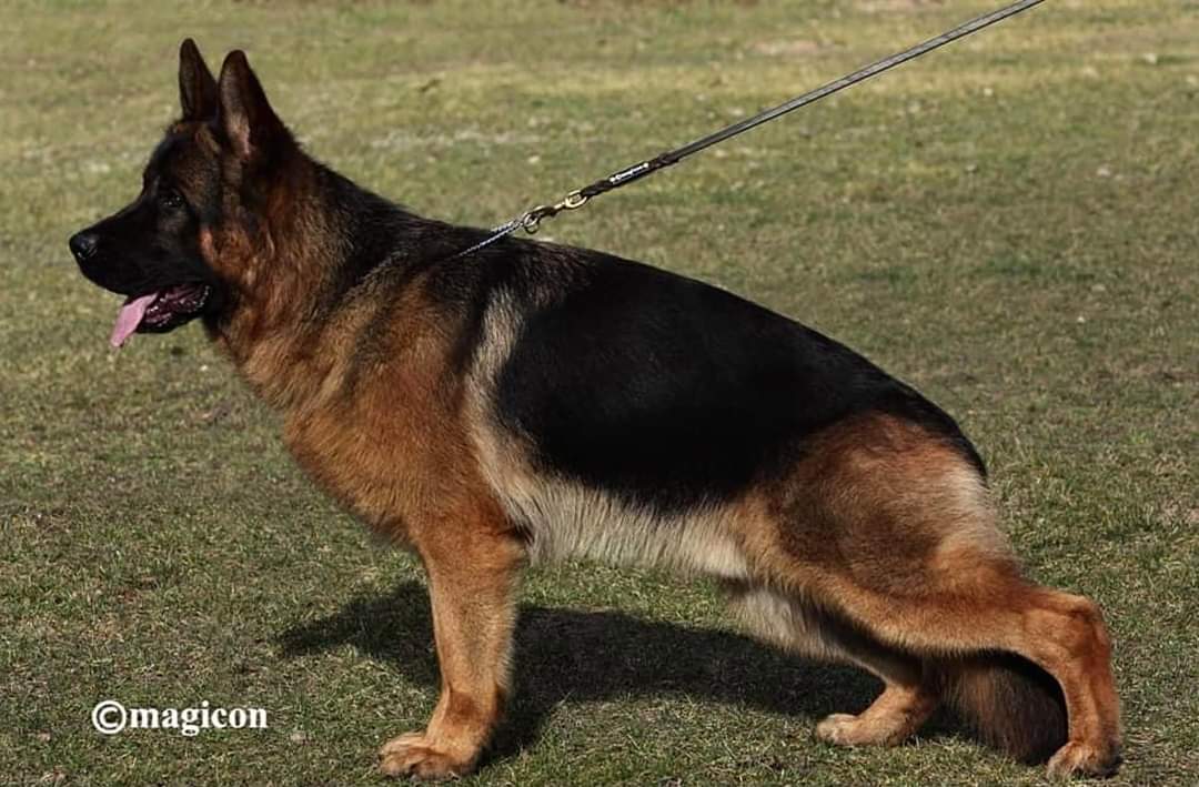 Whillo von der Zenteiche
