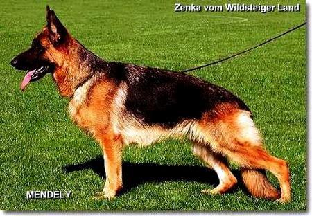Zenka vom Wildsteiger Land