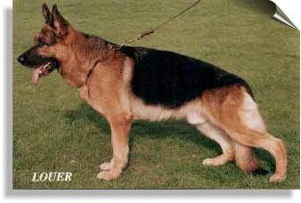 Drago vom Amur