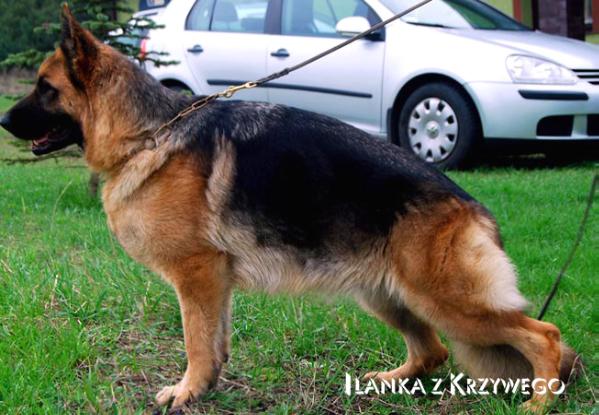 Ilanka z Krzywego