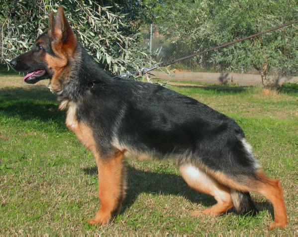 Roxy aus Wattenscheid
