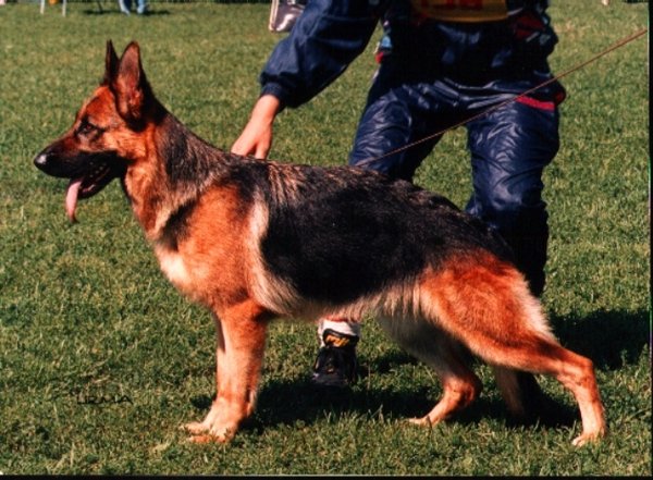 Skeidar's Olly