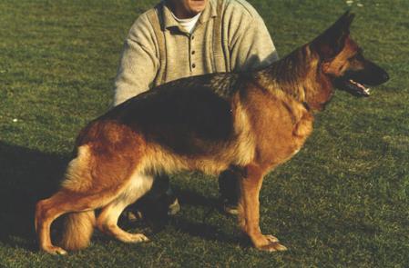 Cantania's Assie