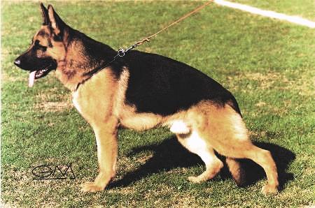 Hondo von der Burg Aliso