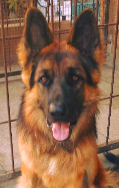 Apollo vom AD's Kennel