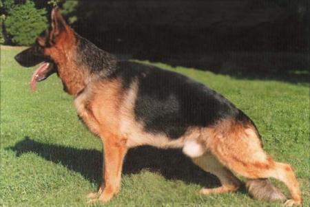 Rambo von Mons Claudius