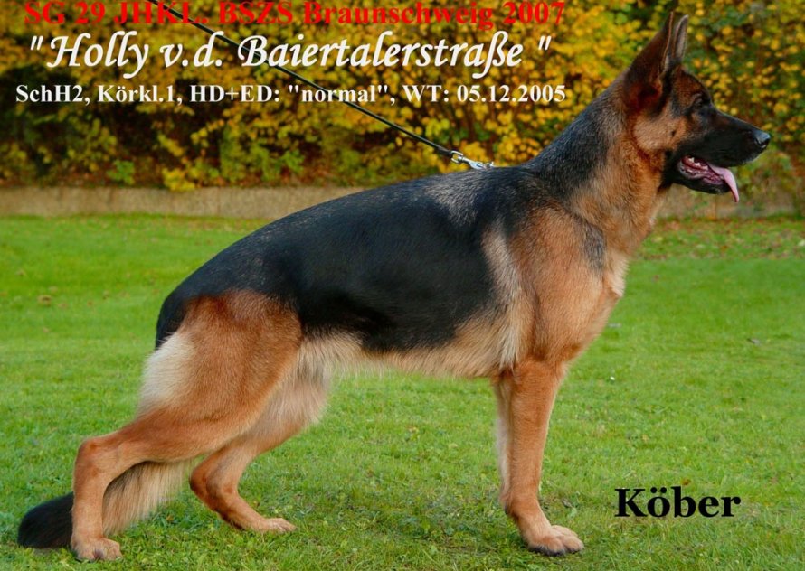 Holly von der Baiertalerstraße