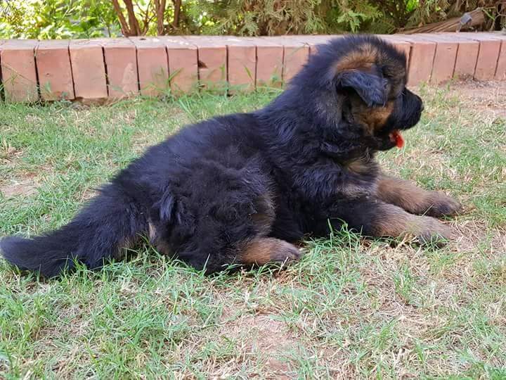 Arko vom Black Wolf
