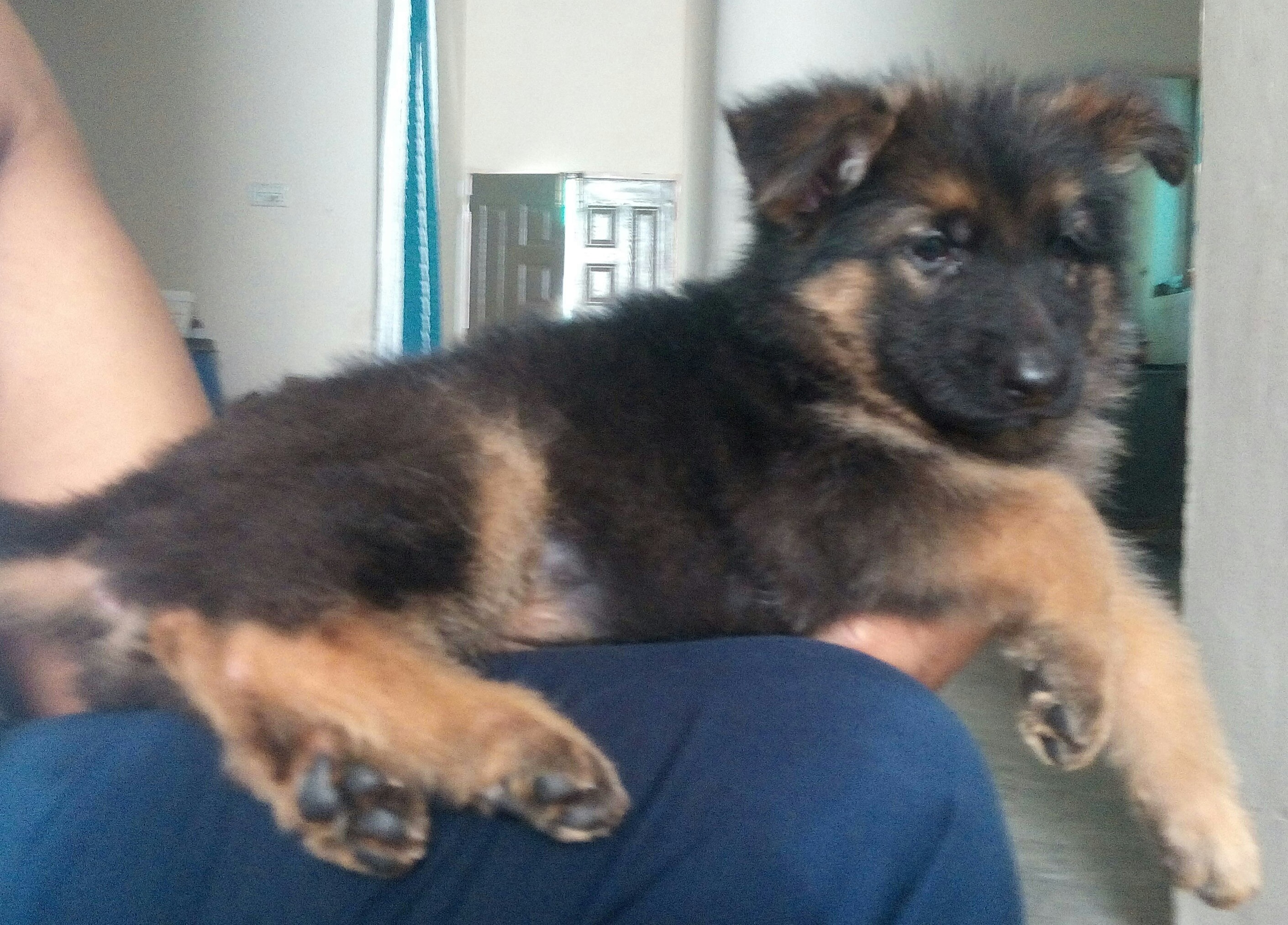 Fabo vom Beast Wolf