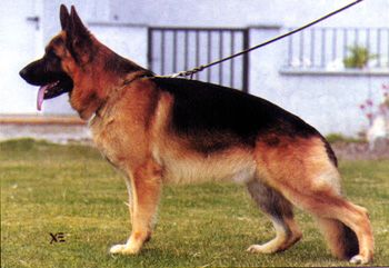 Glosemosen's Meracus