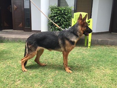 public/dog_images/8243/offi.jpg