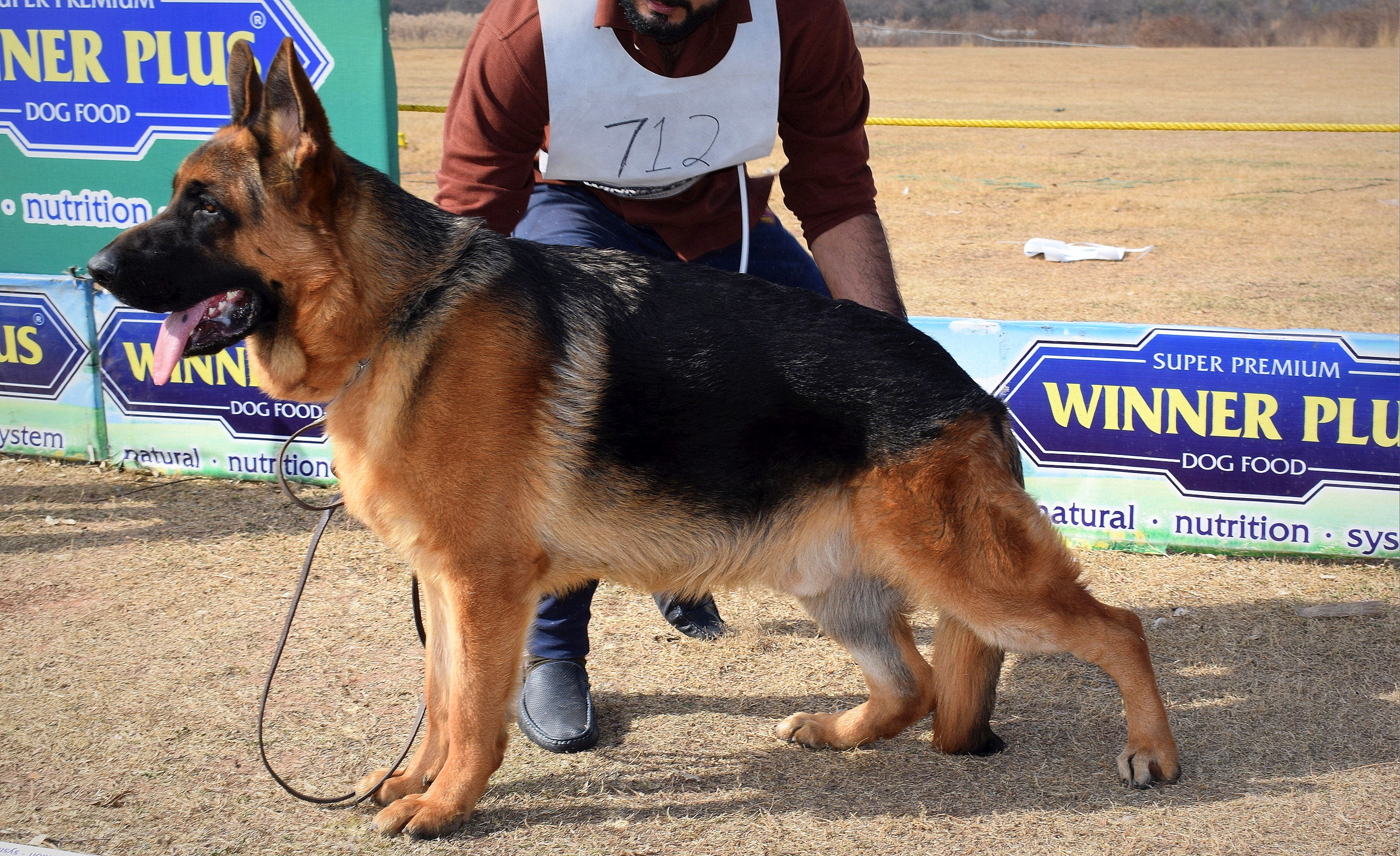 public/dog_images/8274/Desktop4.jpg